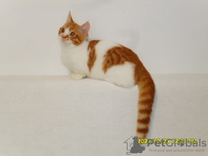 Zdjęcie №3. Menuet. Federacja Rosyjska