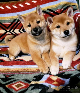 Zdjęcie №1. shiba - na sprzedaż w Espartinas | negocjowane | Zapowiedź №169901