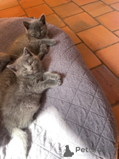 Zdjęcie №2 do zapowiedźy № 165900 na sprzedaż  kot kartuski - wkupić się Belgia 