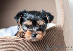 Zdjęcie №1. yorkshire terrier - na sprzedaż w Berlin | negocjowane | Zapowiedź №97603