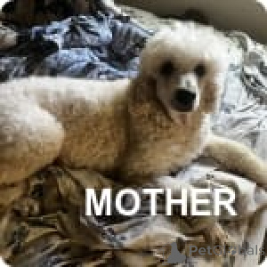 Zdjęcie №2 do zapowiedźy № 147536 na sprzedaż  pudel (zabawka) - wkupić się USA prywatne ogłoszenie