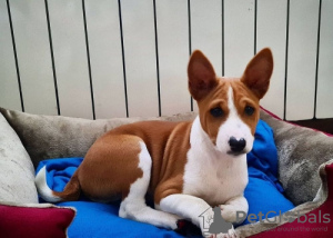 Zdjęcie №1. basenji - na sprzedaż w Berlin | negocjowane | Zapowiedź №109157