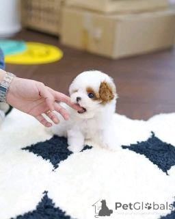 Zdjęcie №2 do zapowiedźy № 139164 na sprzedaż  shih tzu - wkupić się USA hodowca