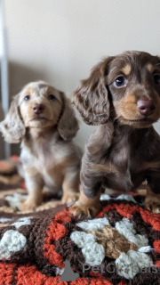 Zdjęcie №3. Dackelwelpen Zum Verkauf.. Niemcy