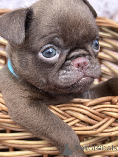 Zdjęcie №1. otterhound - na sprzedaż w Sivats | negocjowane | Zapowiedź №167436