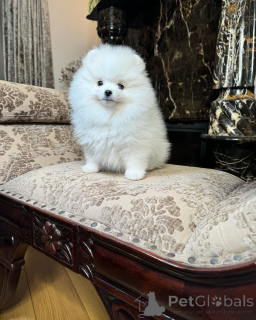 Zdjęcie №1. szpic miniaturowy - na sprzedaż w Amberg | 2178zł | Zapowiedź №166628