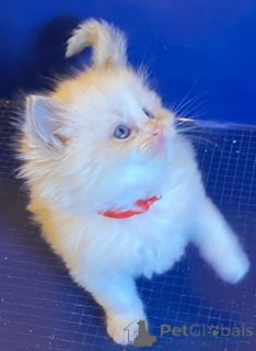 Zdjęcie №2 do zapowiedźy № 144560 na sprzedaż  turecka angora - wkupić się Niemcy hodowca