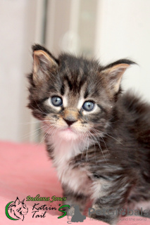 Zdjęcie №3. Mega Wspaniały Kotek Maine Coon. Federacja Rosyjska