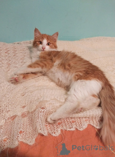 Zdjęcie №2 do zapowiedźy № 159492 na sprzedaż   - wkupić się Federacja Rosyjska prywatne ogłoszenie