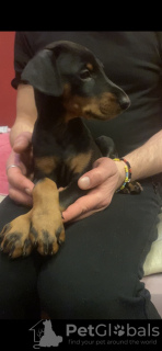 Zdjęcie №2 do zapowiedźy № 35913 na sprzedaż  doberman - wkupić się Gruzja prywatne ogłoszenie