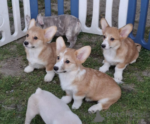 Zdjęcie №2 do zapowiedźy № 168777 na sprzedaż  welsh corgi - wkupić się Serbia hodowca