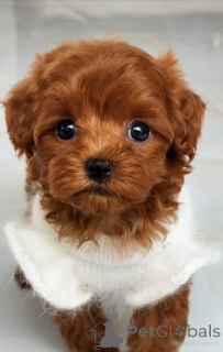 Zdjęcie №4. Sprzedam maltańczyk w Augsburg. hodowca - cena - 5740zł