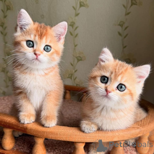 Zdjęcie №4. Sprzedam  w Boulogne-Billancourt.  - cena - negocjowane