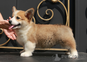 Zdjęcie №4. Sprzedam welsh corgi w Москва. od żłobka, hodowca - cena - 3961zł