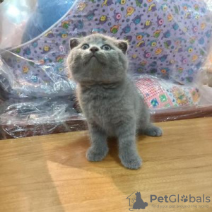 Zdjęcie №1. scottish fold - na sprzedaż w Paryż | 1256zł | Zapowiedź № 98387