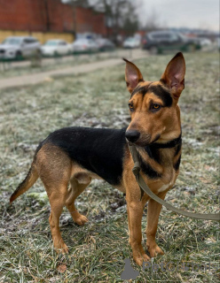 Zdjęcie №2 do zapowiedźy № 161437 na sprzedaż  pies nierasowy - wkupić się Federacja Rosyjska prywatne ogłoszenie