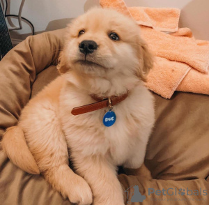 Zdjęcie №1. golden retriever - na sprzedaż w Birmingham | negocjowane | Zapowiedź №70781