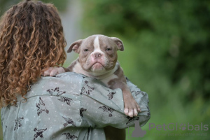 Zdjęcie №4. Sprzedam american bully w Mińsk. od żłobka - cena - 7923zł