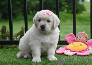 Zdjęcie №2 do zapowiedźy № 166317 na sprzedaż  golden retriever - wkupić się Francja prywatne ogłoszenie, hodowca