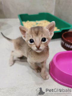 Zdjęcie №3. Kocięta abisyńskie. Białoruś