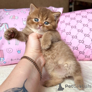 Zdjęcie №3. Jasne oczy, miękkie łapki i serce pełne miłości spotykają Lunę.. Niemcy