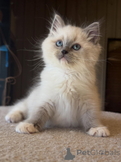 Zdjęcie №3. Silny, słodki i pełen serca Leo jest królem przytulasów i uroku.. Niemcy