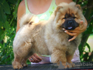 Zdjęcie №3. Chow Chow szczeniak. Serbia