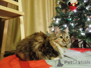 Zdjęcie №2 do zapowiedźy № 161237 na sprzedaż   - wkupić się Federacja Rosyjska prywatne ogłoszenie