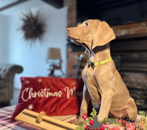 Zdjęcie №3. GOTOWE TERAZ OSTATNIE KILKA DZIEWCZYN KC Reg Weimaraner Pups. Dania