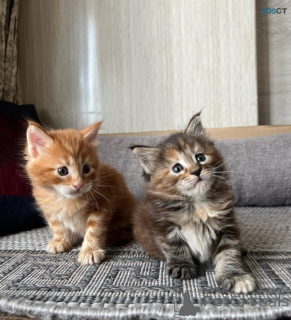 Zdjęcie №1. maine coon - na sprzedaż w Tallinn | negocjowane | Zapowiedź № 169776