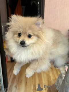Zdjęcie №3. Pomeranian Spitz (chłopiec). Białoruś