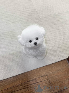 Zdjęcie №1. maltańczyk - na sprzedaż w Brema | negocjowane | Zapowiedź №156664