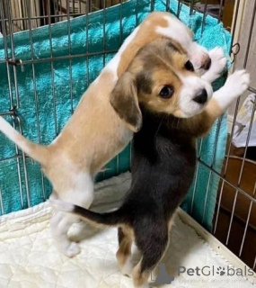 Zdjęcie №4. Sprzedam beagle (rasa psa) w Münstermaafeld. prywatne ogłoszenie - cena - 2774zł