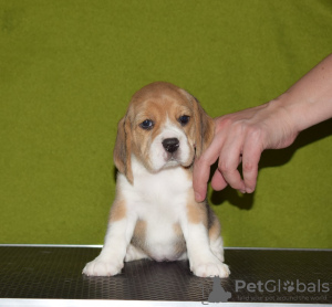Zdjęcie №2 do zapowiedźy № 87489 na sprzedaż  beagle (rasa psa) - wkupić się Federacja Rosyjska od żłobka