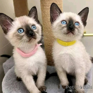 Zdjęcie №1. kot syjamski - na sprzedaż w Monachium | negocjowane | Zapowiedź № 165044