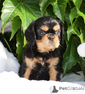 Zdjęcie №2 do zapowiedźy № 141333 na sprzedaż  cavalier king charles spaniel - wkupić się Włochy hodowca