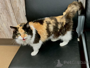 Zdjęcie №4. Sprzedam maine coon w North. hodowca - cena - negocjowane