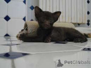 Zdjęcie №3. Chatons Havana Brown do sprzedaży. Francja