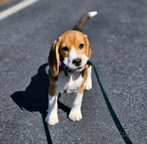 Zdjęcie №3. Szczenięta Beagle dostępne do adopcji. USA