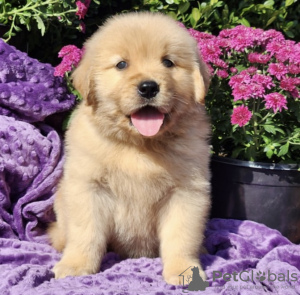 Zdjęcie №1. golden retriever - na sprzedaż w Monachium | 3961zł | Zapowiedź №103843