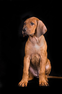 Zdjęcie №3. Rhodesian Ridgeback Puppy. Estonia