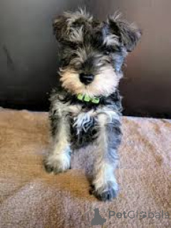Zdjęcie №3. Chiots Schnauzer dostępne à la vente. Francja