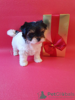 Zdjęcie №1. yorkshire terrier biewer - na sprzedaż w Tbilisi | negocjowane | Zapowiedź №105067