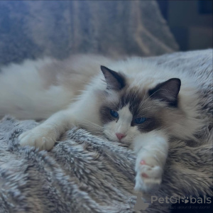 Zdjęcie №3. Odważny, milutki i pełen życia Jasper to Twoja codzienna dawka radości!. Szwajcaria