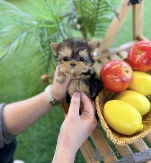 Zdjęcie №2 do zapowiedźy № 161812 na sprzedaż  yorkshire terrier - wkupić się Słowacja 