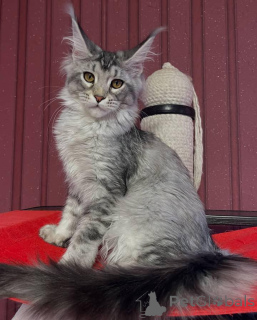 Zdjęcie №3. Maine coony. Wielka Brytania