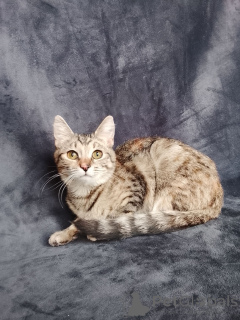 Zdjęcie №1.  - na sprzedaż w Rzeka Moskwa | Bezpłatny | Zapowiedź № 162866