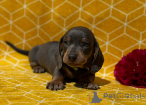 Zdjęcie №1. jamnik - na sprzedaż w Marsaskala | 2918zł | Zapowiedź №148647