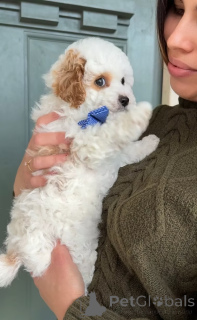 Zdjęcie №2 do zapowiedźy № 165233 na sprzedaż  cavalier king charles spaniel - wkupić się Rumunia hodowca