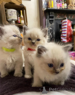 Zdjęcie №1. ragdoll - na sprzedaż w Görlitz | 1674zł | Zapowiedź № 154973